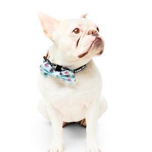 Pool Party Collar + Bow-Tie