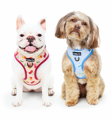 French bulldog and Cavoodle wearing Dog Harnesses